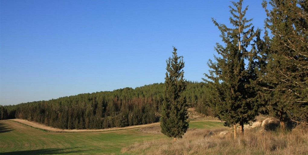 מסלול טיול ביער המגינים